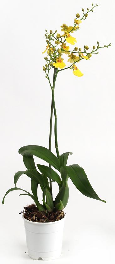 Орхидея Онцидиум купить в Интернет-магазине в Новосибирске - FLO365