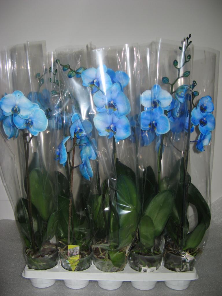 51 синяя орхидея в коробке