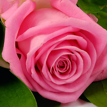 Фото 3 - Букет из 11 ярко-розовых роз с лентой