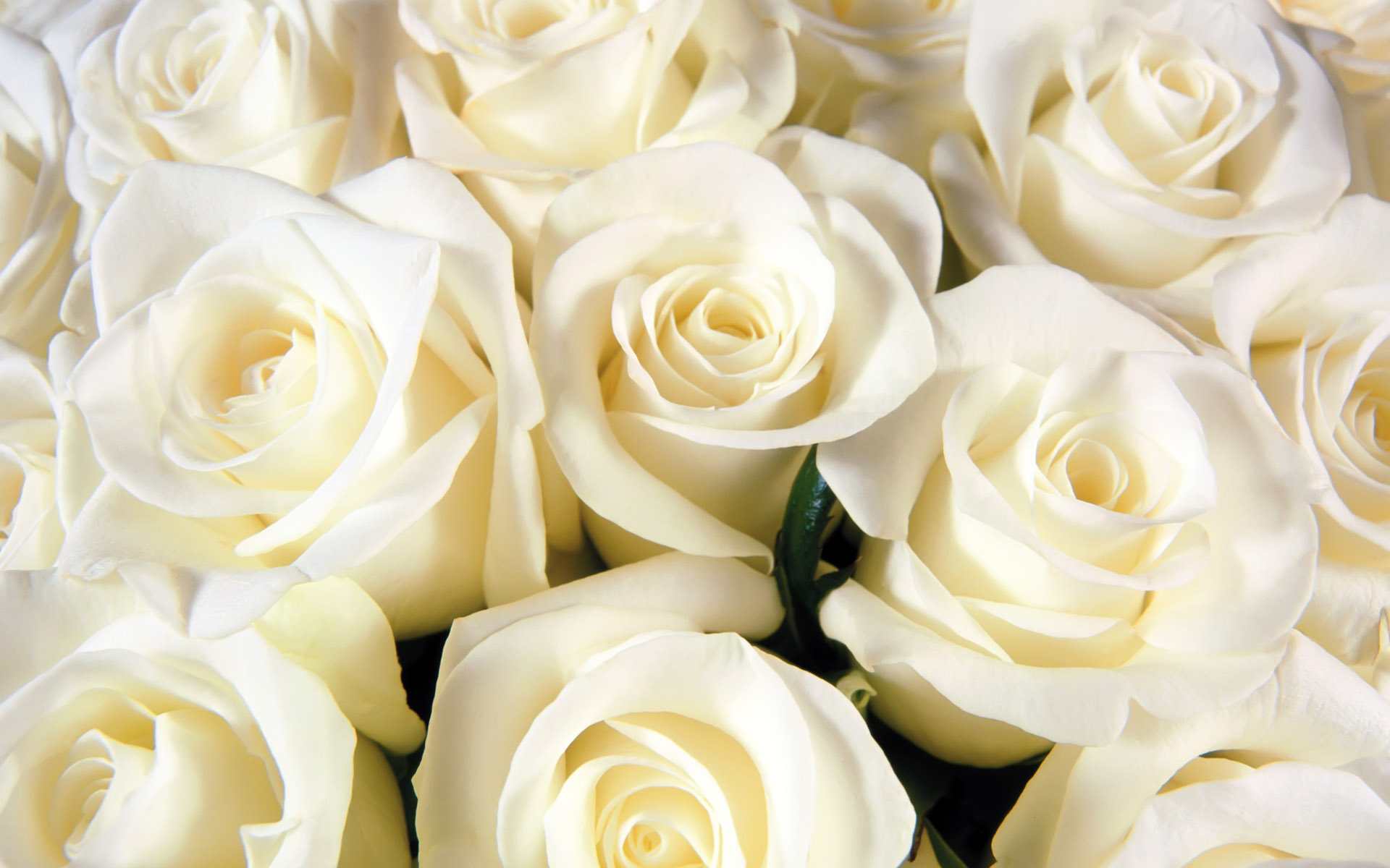 Фото 2 - Букет из 15 белых роз с лентой