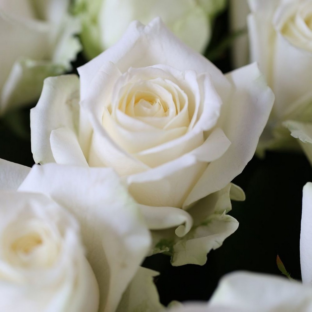 Фото 2 - Букет из 21 белой розы с лентой