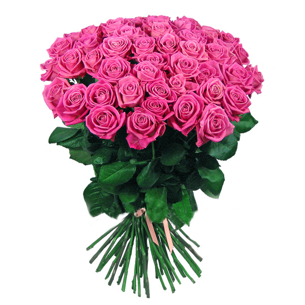 51_pink_roses_2.jpg