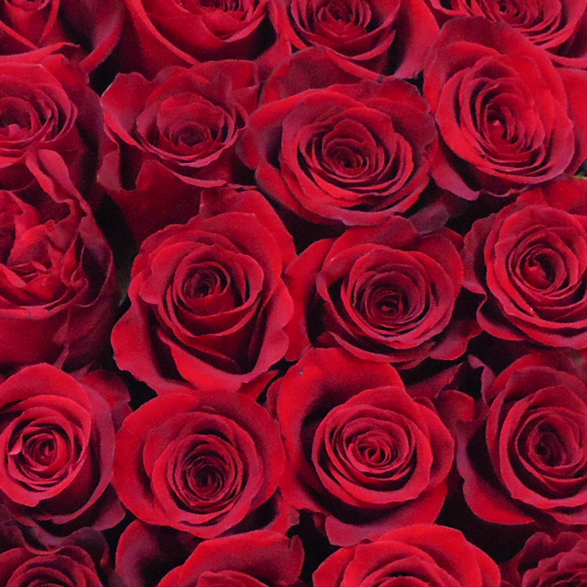Фото 6 - ХИТ ПРОДАЖ! 49 Красных роз в черном кубе