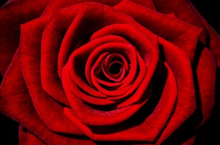 101 красная роза