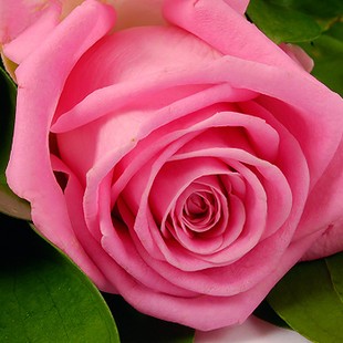 Букет из 11 ярко-розовых роз с лентой