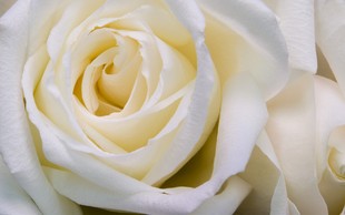 Букет из 11 белых роз с лентой