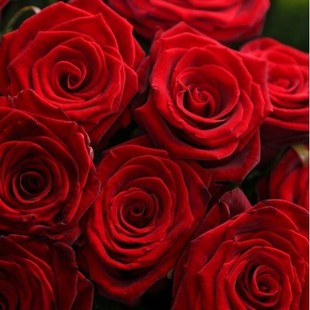 Букет из 25 красных роз с лентой