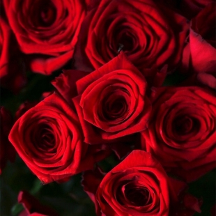 Букет из 21 красной розы с лентой