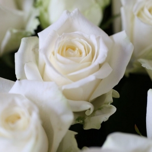 Букет из 21 белой розы с лентой