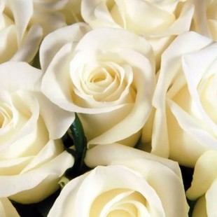 Букет из 25 белых роз с лентой
